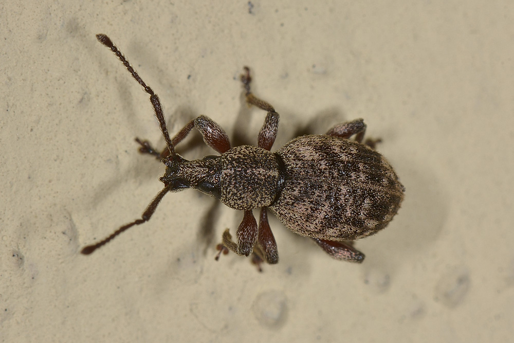 Otiorhynchus (Satnalistus) duinensis - Curculionidae